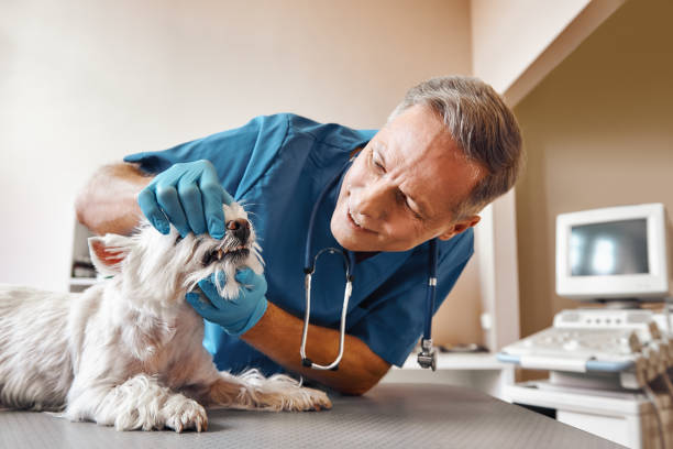 Best After-Hours Emergency Dentist in Lindsay, TX